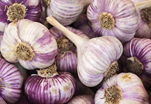 Farmers Market Prints: France, Poitou Charentes, La Rochelle, market, garlic