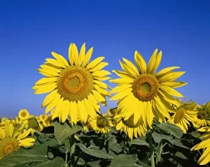 Sun Flower Gallery: France, Provence