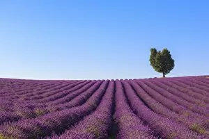 Images Dated 5th July 2011: France, Provence-Alpes-Cote d Azur, Plateau of Valensole, Lavender Field