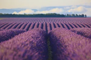 France, Provence-Alpes-Cote d Azur, Plateau of Valensole, Lavender Field and fog