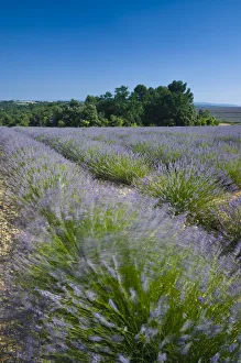 Images Dated 15th September 2008: France, Provence-Alpes-Cote d Azur, Alpes-de-Haute-Provence, Valensole, Lavendar