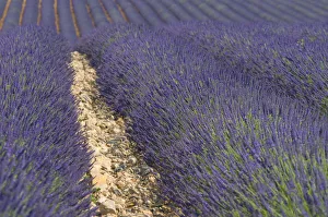 Images Dated 15th September 2008: France, Provence-Alpes-Cote d Azur, Alpes-de-Haute-Provence, Valensole, Lavendar