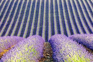 France, Provence-Alpes-Cote d Azur, Rows of lavender on the Plateau de Valensole