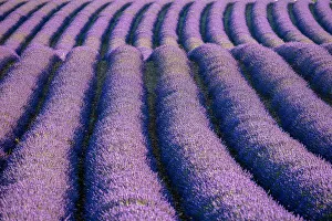 France, Provence-Alpes-Cote d Azur, Plateau de Valensole, rows of lavender