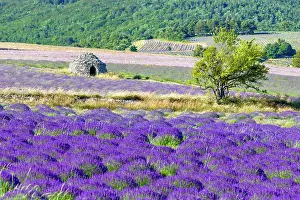 Vaucluse Prints: France, Provence Alpes Cote d'Azur