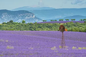 Images Dated 23rd August 2021: France; Provence; Alpes-de-Haute-Provence, Valensole, lavender filed