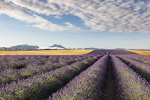 Images Dated 29th June 2017: France, Provence Alps Cote d Azur, Haute Provence, Valensole plateau, rows of lavender
