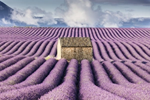 Images Dated 29th June 2017: France, Provence Alps Cote d Azur, Haute Provence, old stone barn surrounded by rows