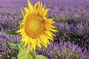 France, Provence Alps Cote d Azur, Haute Provence, Plateau of Valensole. Lavender