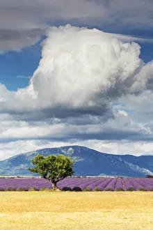 France, Provence Alps Cote d Azur, Haute Provence, a solitary tree & field of