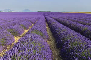 Images Dated 17th February 2016: France, Provence Alps Cote d Azur, Haute Provence, Plateau of Valensole, Lavander
