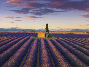 Images Dated 24th October 2019: France, Provence Alps Cote d Azur, Haute Provence, Valensole Plateau