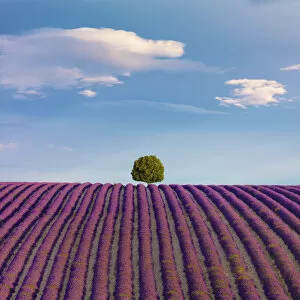 Purple Collection: France, Provence Alps Cote d Azur, Haute Provence, Valensole Plateau