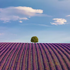 Vaucluse Gallery: France, Provence Alps Cote d Azur, Haute Provence, Valensole Plateau