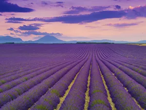 Images Dated 24th October 2019: France, Provence Alps Cote d Azur, Haute Provence, Valensole Plateau