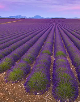 Images Dated 24th October 2019: France, Provence Alps Cote d Azur, Haute Provence, Valensole Plateau