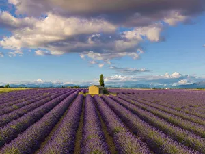 Images Dated 24th October 2019: France, Provence Alps Cote d Azur, Haute Provence, Valensole Plateau