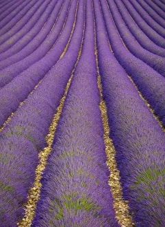 Images Dated 24th October 2019: France, Provence Alps Cote d Azur, Haute Provence, Valensole Plateau
