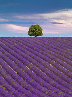 Images Dated 24th October 2019: France, Provence Alps Cote d Azur, Haute Provence, Valensole Plateau
