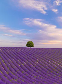 Images Dated 24th October 2019: France, Provence Alps Cote d Azur, Haute Provence, Valensole Plateau