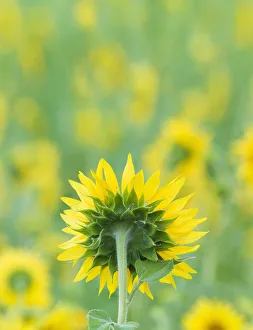 Images Dated 24th October 2019: France, Provence, Alps Cote d Azur, Haute Provence, rear view of sunflower