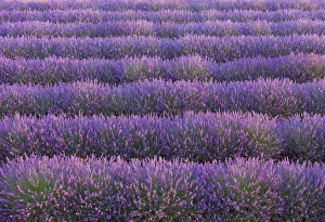 Images Dated 24th October 2019: France, Provence Alps Cote d Azur, Haute Provence, Valensole Plateau