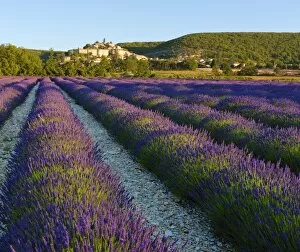 Abundance Gallery: France, Provence, Banon, lavender to foreground