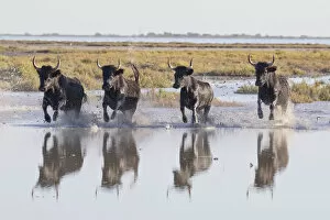 Images Dated 27th June 2017: France, Provence, Camargue, Four black bulls run through marshland in the Camargue