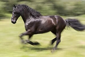 Horses Gallery: France, Provence, Camargue, A freisian horse runs free through a meadow