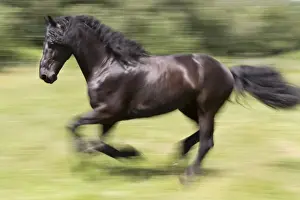 France, Provence, Camargue, A freisian horse runs free through a meadow