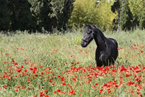 Images Dated 27th June 2017: France, Provence, Camargue, A freisian horse stands in a field of poppies