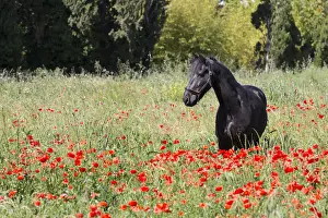 Camargue Prints: France, Provence, Camargue, A freisian horse stands in a field of poppies