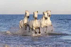 Horses Gallery: France, Provence, Camargue, White horses of the Camargue run through the mediterranean