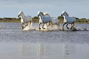 Images Dated 27th June 2017: France, Provence, Camargue, White horses of the Camargue run free in a lake