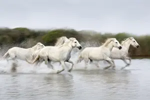 Horse Prints: France, Provence, Camargue, White horses of the Camargue run through a lake