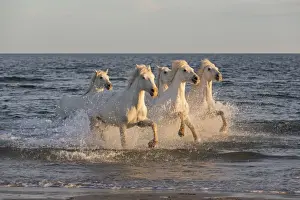 Horse Prints: France, Provence, Camargue, White horses of the Camargue run through the mediterranean