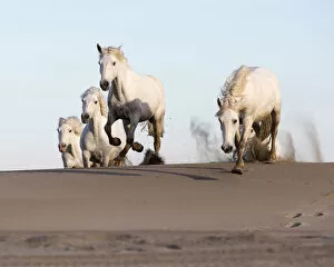 Images Dated 27th June 2017: France, Provence, Camargue, White horses jump over sand dunes on a beach