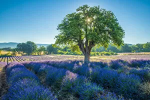 France, Provence, Lavender field and tree