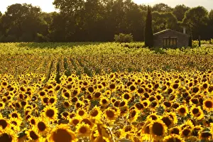 Peter Fischer Prints: France, Provence, Lonely farmhouse in a field full of sunflowers, lonely tree, sunset