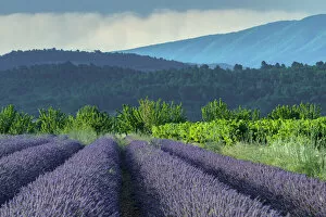 Images Dated 23rd August 2021: France; Provence; Provence-Alpes-Cote d Azur; Vaucluse; Lavender fields