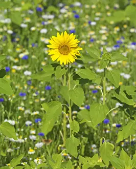 Sunflower Prints: France, Provence, Roussillion, Single sunflower in meadow