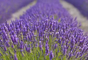 France, Provence, Vaucluse, Gordes, Senanque abbey, close up of lavender