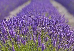 Images Dated 24th October 2019: France, Provence, Vaucluse, Gordes, Senanque abbey, close up of lavender