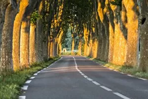Images Dated 5th July 2014: France, Provence, Vaucluse. Typical tree lined road at sunset