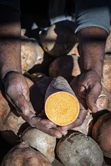 France, Reunion Island, Sainte-Suzanne, Sweet potato