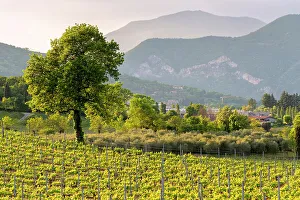 Franciacorta, Brescia province in Lombardy district, Italy