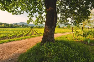 Franciacorta Prints: Franciacorta, Lombardy district, Brescia province, Italy