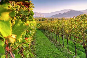 Franciacorta Prints: Franciacorta vineyards, Brescia province in lombardy district, Italy