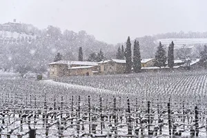 Snowfall Prints: Franciacorta vineyards during a snowfall, Brescia province in Lombardy district, Italy