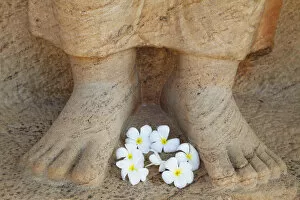 Images Dated 22nd May 2012: Frangipani flowers at feet of statue of Parakramabahu, Southern Ruins, Polonnaruwa